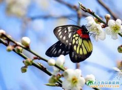 _(ti)pιԣ_(ti)ȫ껨ڿR